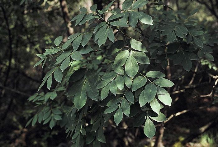 Fraxinus ornus